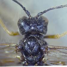 Attēlu rezultāti vaicājumam “Tenthredo mandibularis”