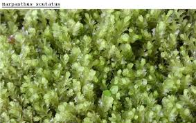 Attēlu rezultāti vaicājumam “Harpanthus scutatus”