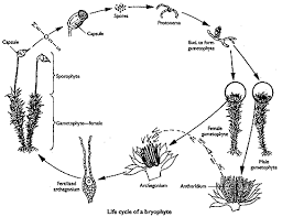 Attēlu rezultāti vaicājumam “Tortula truncata sporophyte”