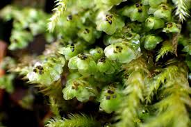 Attēlu rezultāti vaicājumam “Scapania nemorea”