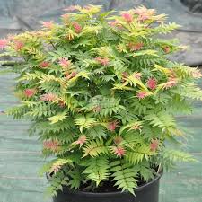 Attēlu rezultāti vaicājumam “Sorbaria sorbifolia bud”