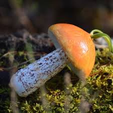 Attēlu rezultāti vaicājumam “Leccinum versipelle”