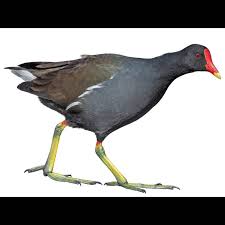 Image result for Gallinula chloropus
