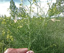 Attēlu rezultāti vaicājumam “Sisymbrium altissimum leaf”