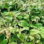 Attēlu rezultāti vaicājumam “Lunaria rediviva fruit”