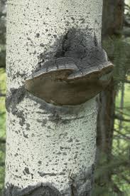 Attēlu rezultāti vaicājumam “Phellinus tremulae”
