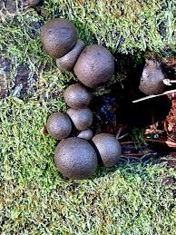 Attēlu rezultāti vaicājumam “Lycogala conicum spores”