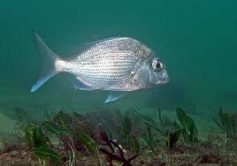 Image result for Pagrus auratus