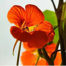 Image result for Tropaeolum majes