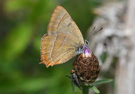 Attēlu rezultāti vaicājumam “Thecla betulae male”