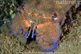 Image result for Scyllarides latus