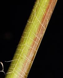 Attēlu rezultāti vaicājumam “Carex lasiocarpa fruit”