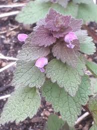 Attēlu rezultāti vaicājumam “Lamium purpureum flower”