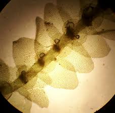 Attēlu rezultāti vaicājumam “Calypogeia integristipula”