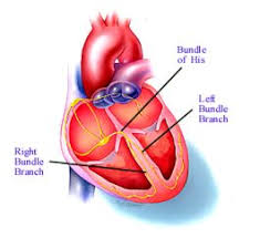 மாரடைப்பின் அறிகுறிகள் - Signs of Heart attack - வீடியோ இணைப்பு Images?q=tbn:ANd9GcTmjSO6tsX2K7_riP-bTNP4H5LhWaWfVP6ptO5R8RyUk4D7FVju