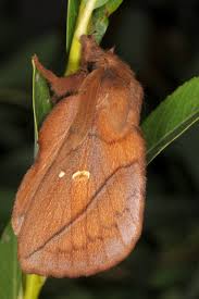 Attēlu rezultāti vaicājumam “Euthrix potatoria imago”