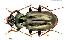 Attēlu rezultāti vaicājumam “Loricera pilicornis”