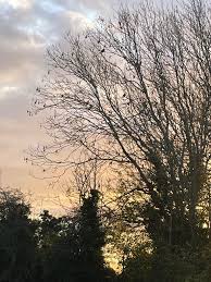 Image result for Lower Halstow Fc