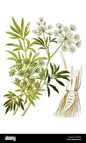 Attēlu rezultāti vaicājumam “Cicuta virosa”