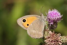 Attēlu rezultāti vaicājumam “Hyponephele lycaon”