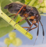 Attēlu rezultāti vaicājumam “Capsus ater”