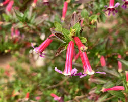 Image result for Cuphea ignea