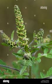 Attēlu rezultāti vaicājumam “Ambrosia artemisiifolia bud”