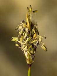 Attēlu rezultāti vaicājumam “Sesleria caerulea bud”