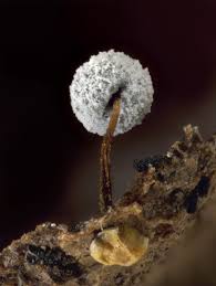 Attēlu rezultāti vaicājumam “Didymium bahiense macro”