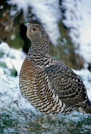 Attēlu rezultāti vaicājumam “Tetrao urogallus”