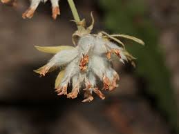 Image result for Anthyllis vulneraria rubra