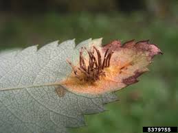 Attēlu rezultāti vaicājumam “Gymnosporangium cornutum”