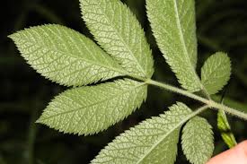 Attēlu rezultāti vaicājumam “Chaerophyllum aromaticum”