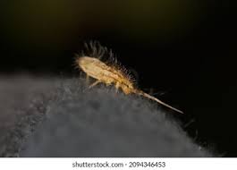 Attēlu rezultāti vaicājumam “Orchesella flavescens”