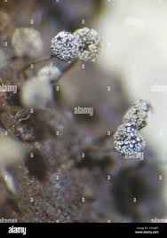 Attēlu rezultāti vaicājumam “Physarum album macro”