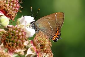 Attēlu rezultāti vaicājumam “Satyrium w-album underside”