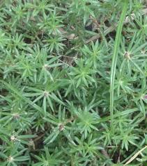 Attēlu rezultāti vaicājumam “Portulacaceae”