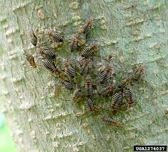 Attēlu rezultāti vaicājumam “Liceaceae”