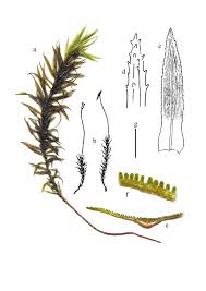 Attēlu rezultāti vaicājumam “Pogonatum dentatum”