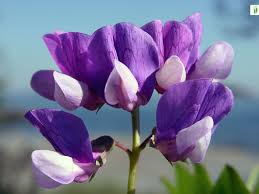 Attēlu rezultāti vaicājumam “Lathyrus japonicus subsp. maritimus flower”