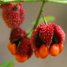 Attēlu rezultāti vaicājumam “Euonymus fruit”