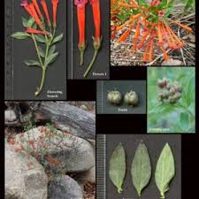 Attēlu rezultāti vaicājumam “Rubiaceae”