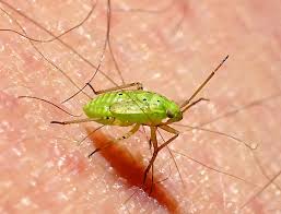 Attēlu rezultāti vaicājumam “Lygus nymph nymph”