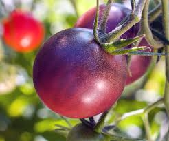 Afbeeldingsresultaat voor dark purple beefsteak tomato
