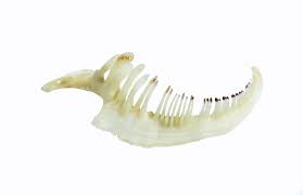 Image result for Catostomus commersonii