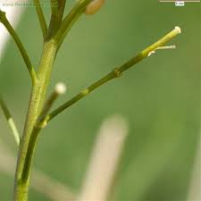 Attēlu rezultāti vaicājumam “Cardamine pratensis flower”