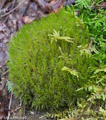 Attēlu rezultāti vaicājumam “Dicranum flagellare”