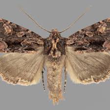 Attēlu rezultāti vaicājumam “Mniotype satura”