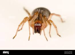 Attēlu rezultāti vaicājumam “Cheiracanthium sp.”