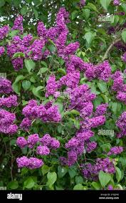 Image result for flieder